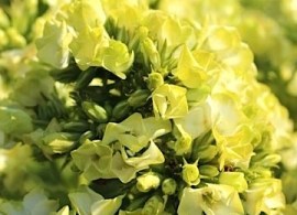 kopiya phlox-babje-leto-p